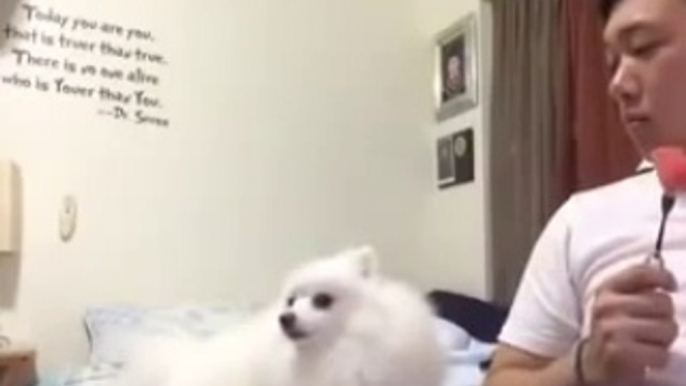 This Dog Is Too Shy To Let Her Human Know She Wants Watermelon Too