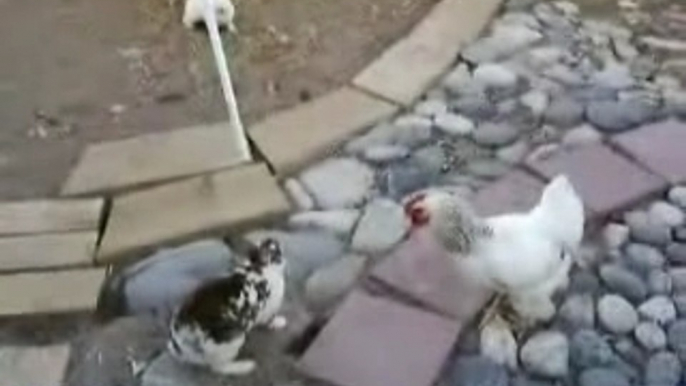 Roosters Referee A Rabbit Fight