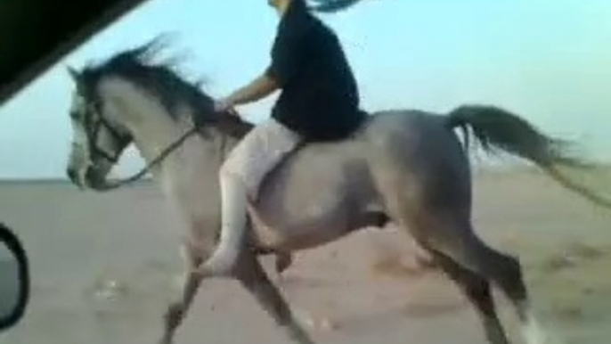 Riding horses(arabian riding)canter