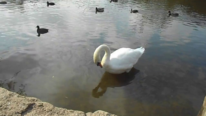 A swan