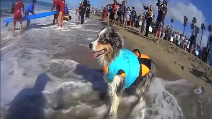 Dunya News - Dogs at annual surfing competition California beach