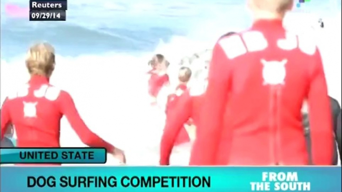 Surfing Dogs Compete in California