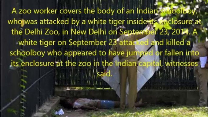 White Tiger attack a man in New Delhi Zoo