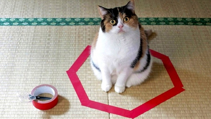 Cats Can't Resist Sitting In Circles | What's Trending Now