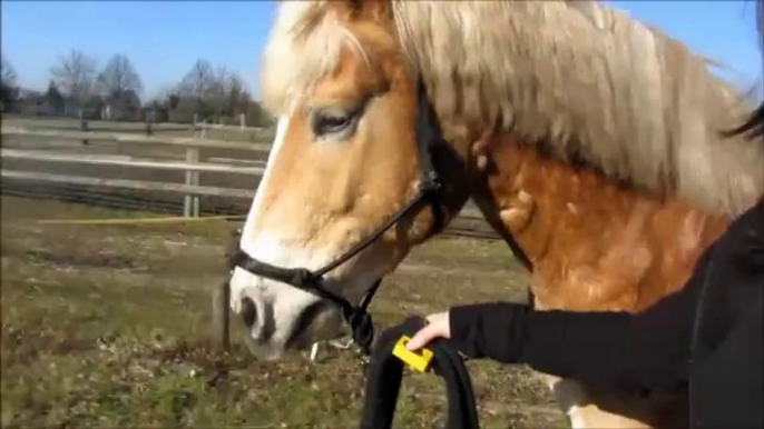 [SPRINGTIME] Haflinger Lenny im Frühling (Clickertraining, Ausreiten, Reiten)