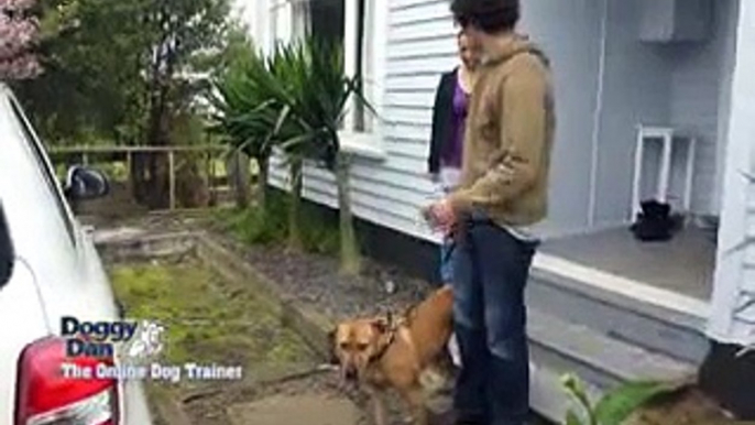 dog  walking on the leash   The Online Dog Trainer