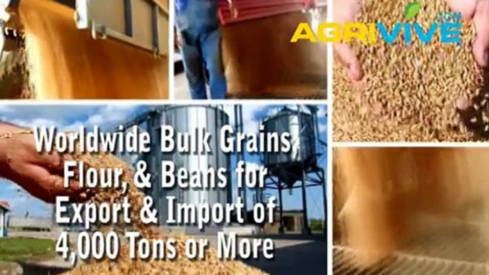 Buy Bulk Soybeans for Import, Soybeans Importer, Soybeans Imports, Soybeans Importing, Soybeans Importers