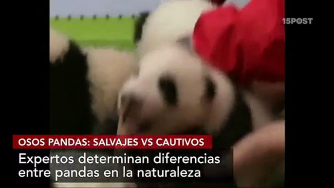 Osos panda- salvajes vs cautivos - 15POST