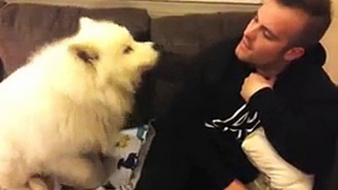 Samoyed puppy hugs