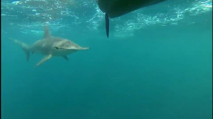 Hammerhead Shark Stalks Kayakers - So scary!