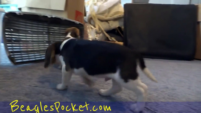 Cute Beagle Puppies Playing Funny Puppy Beagles Running Pets 8 Weeks Old Video