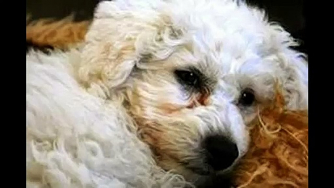 Bichon Frise Rescue