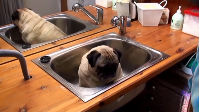 So cute puppy loves Bath Time... Adorable pug!