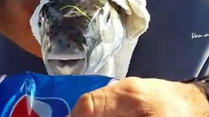 Funny but Dangerous Fish Eating Pepsi Can