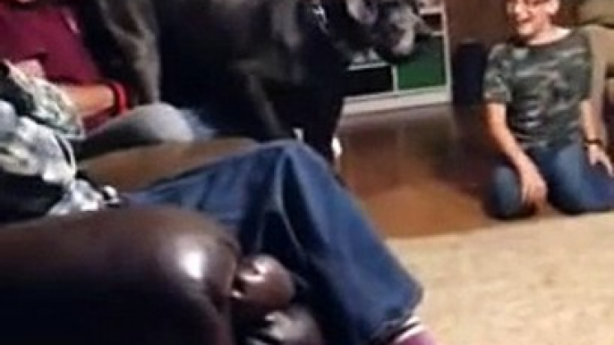 Giant dog scared by little chihuahua : so so hilarious moment!