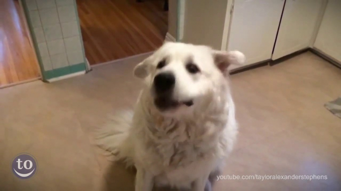 So funny  dumb Dog Fetch Fails - Hilarious pet compilation