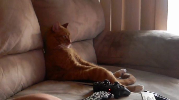 Funny Cat sitting like human and Watching Slayer on TV! Metal kitty