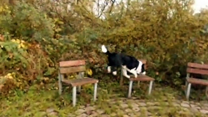 Milo the Border Collie