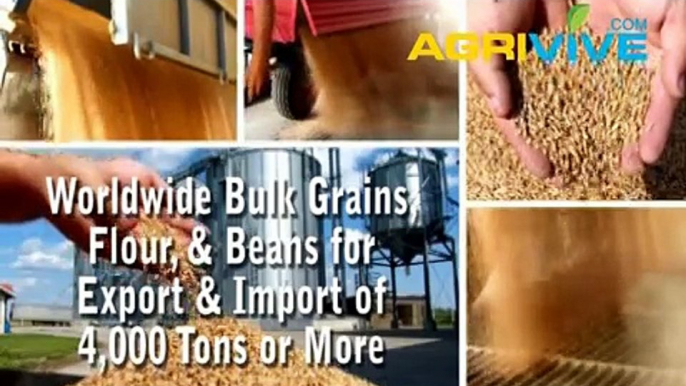Purchase Bulk Wheat for Import, Wheat Importing, Wheat Importers, Wheat Importer, Wheat Imports
