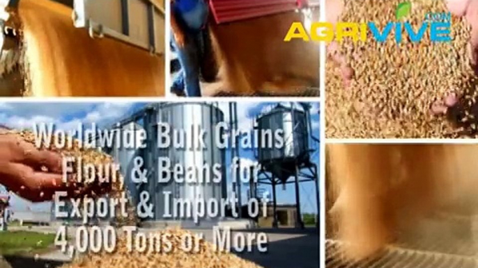 Acquire Bulk Wheat for Importing, Wheat Importers, Wheat Importer, Wheat Imports, Import, Import