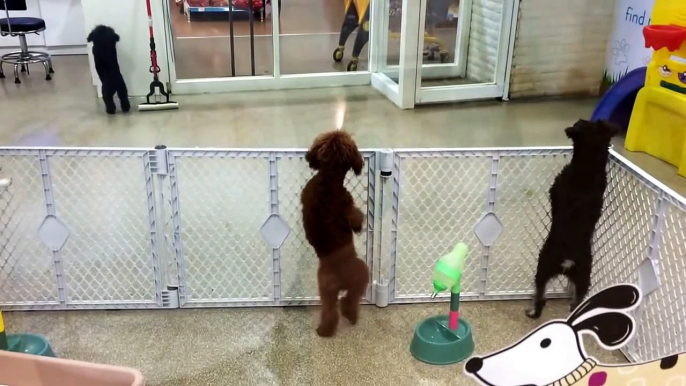 Adorable Poodle Dog so happy to see his owner! Jump, Jump, Jump!!!!