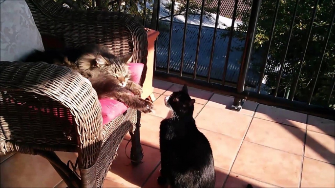 Un chat bien vicieux va faire flipper un autre chat qui dort tranquillement!