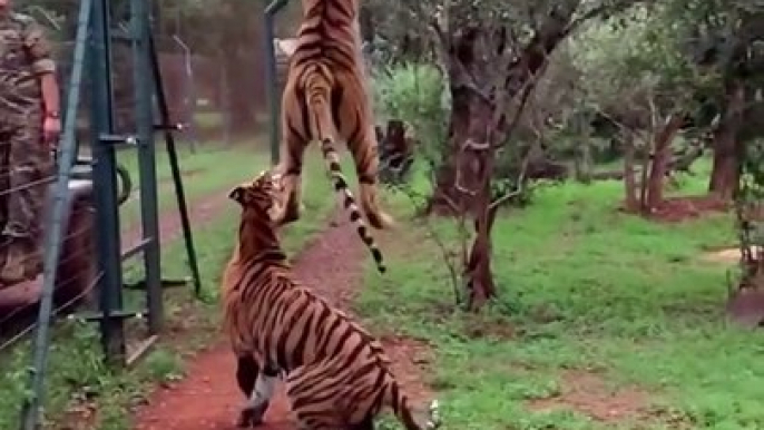 Tiger Jumping To Catch Meat In Slow Motion Is Glorious