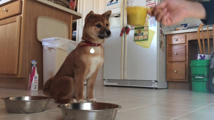 So cute puppy dog freaks out and jump when Owner Pours Dog Food