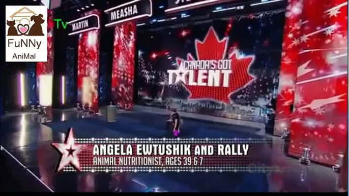 Canada Got Talent dog Funny animal video clips and pranks,