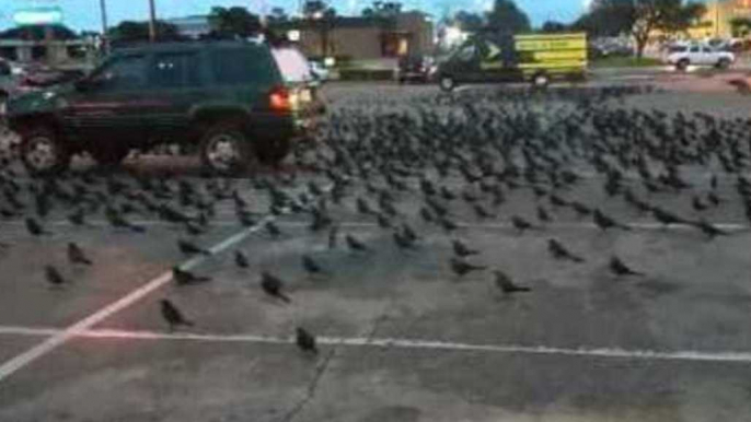 Family Jeep Clears Birds From Parking Lot