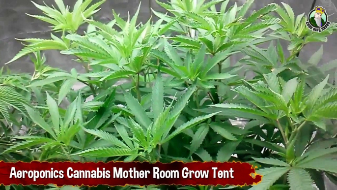 Aeroponics Cannabis Mother Room Grow Tent - Growing Cannabis