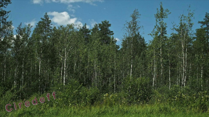 1/13 Tourisme en Lettonie Visitez forêts et campagne -- Tourism in Latvia Visit Forests and countryside -- Tourismus in Lettland Besuchen Sie Wald und Landschaft -- Turystyka na Łotwie Odwiedź Lasy i wsi -- Туризм в Латвия сельской местности и лес