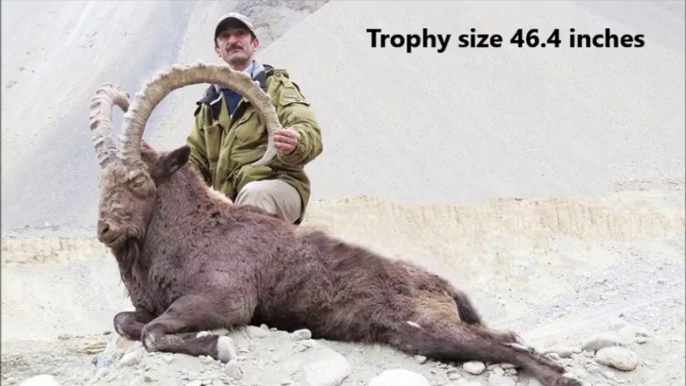 Hunting Tourism Khyber Gojal, The Trophy Hunting | PASSUTIMES Multimedia