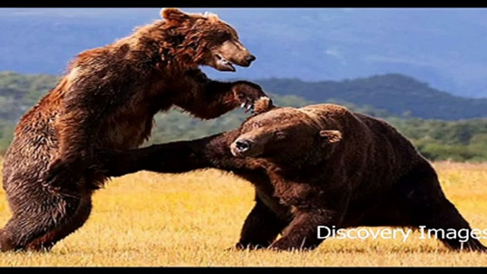 World's Most Dangerous Animals Fights -- Most Dangerous Animals Fights -- HD Videos - Video Dailymotion