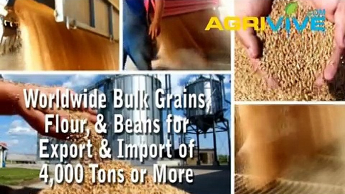 Buy Bulk Feed Wheat for Import, Feed Wheat Importer, Feed Wheat Imports, Feed Wheat Importing, Feed Wheat Importers, Feed Wheat Grade 1, Feed Wheat Grade 2, Feed Wheat Grade 3