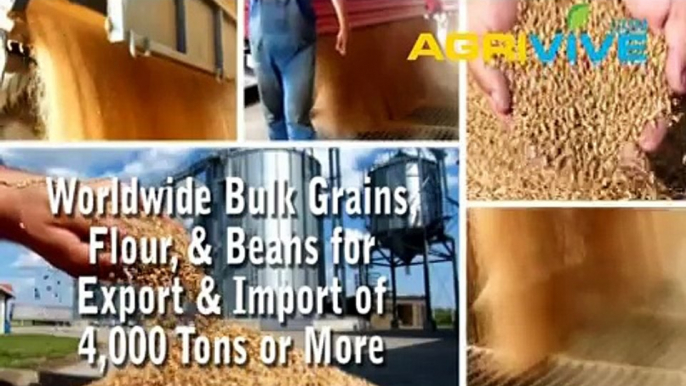 Purchase Bulk Feed Wheat for Import, Feed Wheat Importing, Feed Wheat Importers, Feed Wheat Importer, Feed Wheat Imports, Feed Wheat Grade 1, Feed Wheat Grade 2, Feed Wheat Grade 3