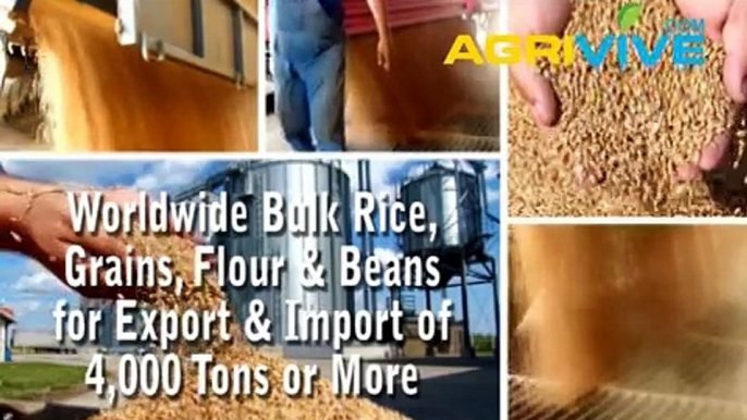 Purchase Bulk White Rice for Import, White Rice Importing, White Rice Importers, White Rice Importer, White Rice Imports