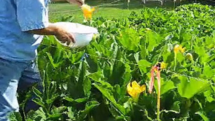 Simple Chef cooks Pumpkin Flowers