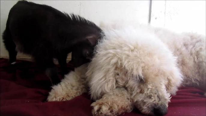 Patient dog entertains baby goat