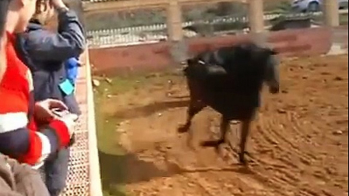 Caballo Juega Con un Toro, Caballo torero