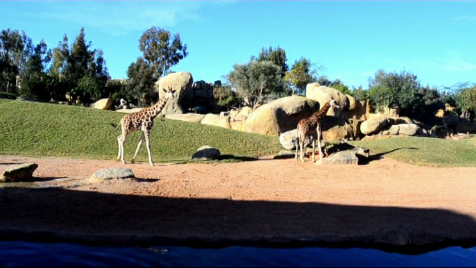 Experiencias Bioparc: enero 2015 en Bioparc Valencia