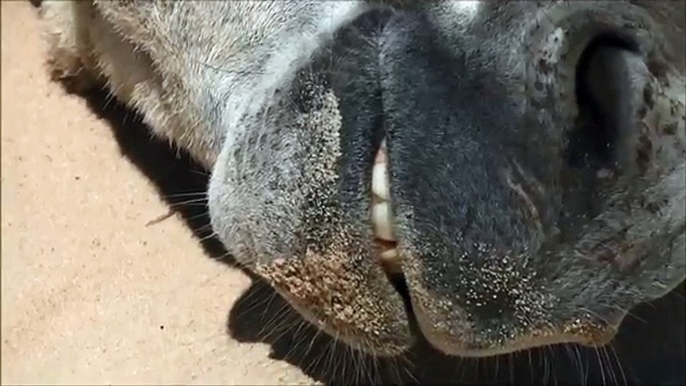 FUNNY VIDEOS, DONKEYS KICKING, JEALOUS DONKEY, FUNNY ANIMALS VIDEOS, CUTE ANIMALS, DONKEYS