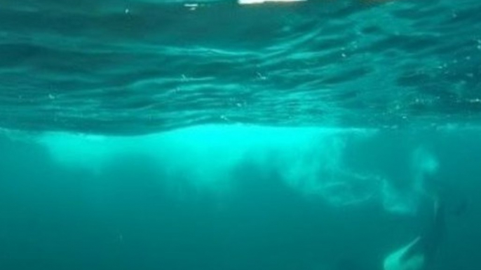 Captivating View of Orca and Humpback Whales Capturing Food