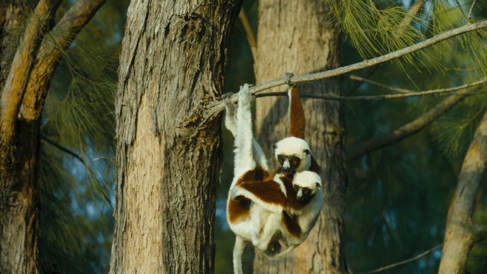 Watch Island of Lemurs: Madagascar 2014 Full Movie