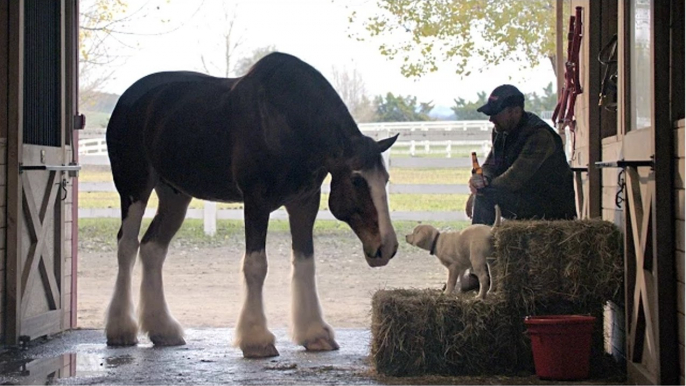 [Super Bowl 2015] Budweiser Super Bowl Commercial “Lost Dog” - Budweiser #BestBuds - Super Bowl XLIX