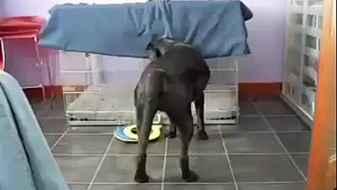 Köpeğe bak arkadaş, işini biliyor