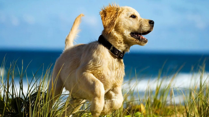 Dog Training - Obedience training and your dog