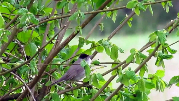 Fauvette à tête noire chante dans le vent