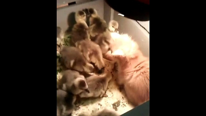 Bébé chats et bébé canards : meilleurs amis du monde!