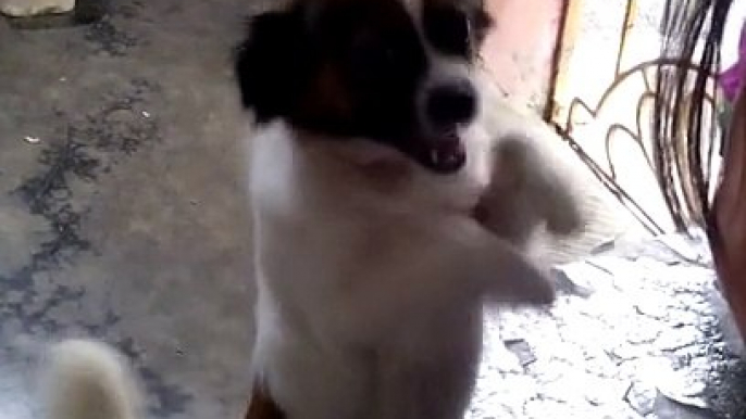 supercute puppy dancing and moves like a jagger